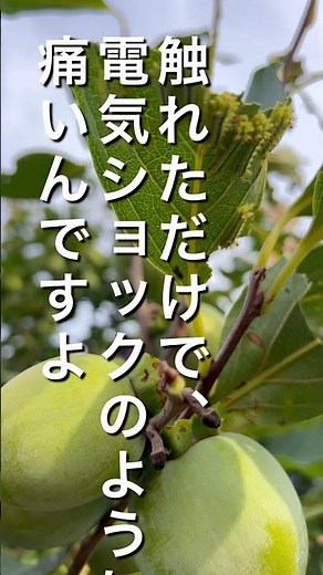 電気虫(イラガ)に刺されたときの対応