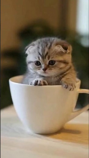 Kitten Trapped in a Mug — The Cutest “Help” Ever
