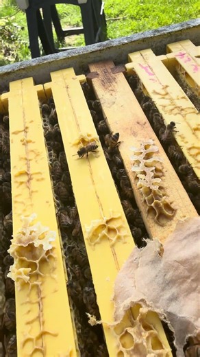 Lovely calm strain this breeder queen puts out, really not bothered with me checking them .