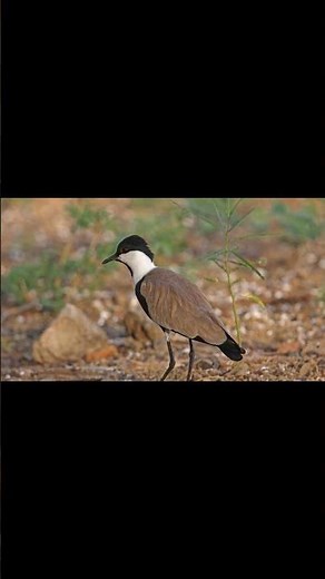 The Spur-Winged Lapwing — A Striking and Charismatic Wetland Bird