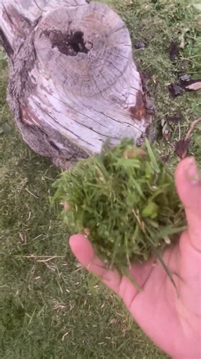 Grass compost and mulch.#garden #compost #plants