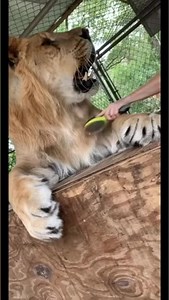 86K views · 2.9K reactions | Liliger being groomed #liliger #lions #tigers #bigcats #animalrescue | The CARE Foundation | Facebook