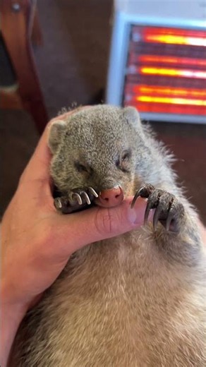 Is this the neediest mongoose in the world?🥺🥰😂 #animals #animalshorts #wildlife #cute