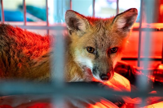 South Jersey’s red foxes are dying from mange. This man is here to save them.