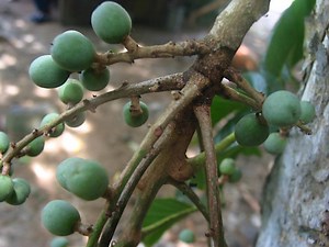 Canarium luzonicum - Alchetron, The Free Social Encyclopedia