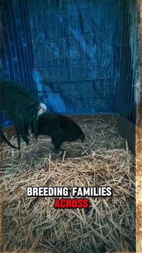 The Hatch family is one of the most iconic heritage lines in the traditional American gamefowl history. Known for their distinct appearance, Hatch birds typically carry deep, natural color variations such as Black-Breasted Red, Dark Red, and at times the uniquely toned Brassyback. These colors, combined with their clean, well-defined feather patterning, give the Hatch a striking visual identity admired by breeders for many generations. Another recognizable feature is their leg color. Hatch lines