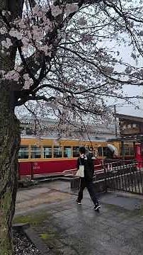 富山地方鉄道上滝線 今年の時刻表の表紙にもなった大庄駅の桜とダブルデッカーエキスプレス号