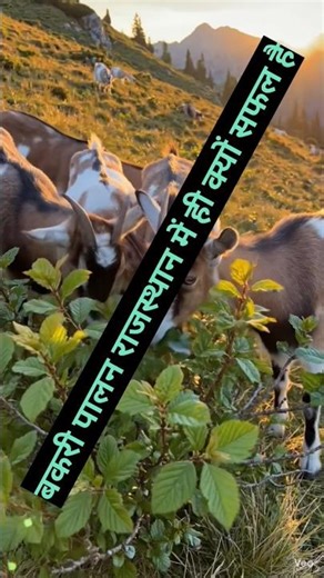 बकरी पालन राजस्थान में क्यों सफल है,, बकरी पालन, बकरी पालन का सस्ता तरीका कम खर्च