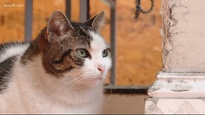 New program enlists wild cats from DC to help with growing rat problem