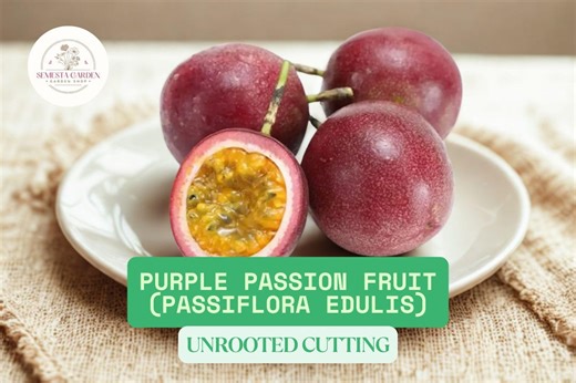 5 Purple Passion Fruit Vine Cuttings | Passiflora Edulis | Unrooted Plant Starter Cuttings - Etsy