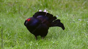 Black grouse (Lyrurus tetrix / Tetrao tetrix) male displaying and making mating call in grassland