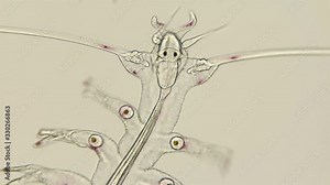 the worm Polychaeta, Genus Tomopteris under a microscope, Holoplankton spends the entire life cycle in the water column, have yellow bioluminescence in parapodia, which are thrown out in case of