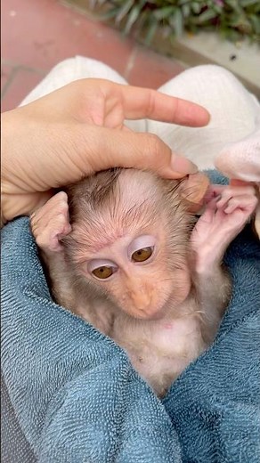 The mother carefully cleaned Susu the baby monkey's ears.😊
