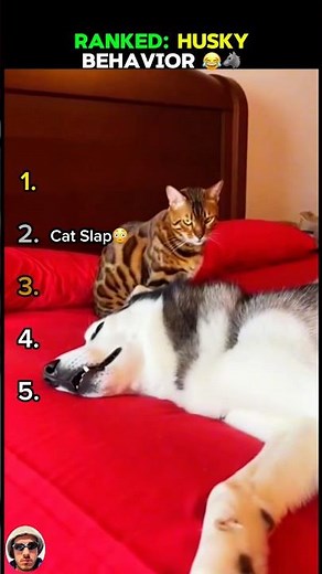 RANKED: Husky Behavior #husky #funnyhusky #huskybehavior