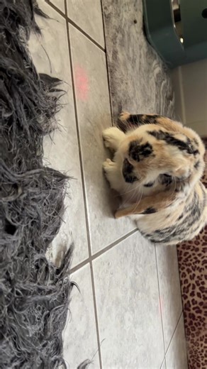 #rabbitsoftiktok #barneybunny #bunny #rabbits