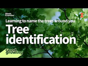 Tree identification: Learning to name the trees around you | #GoodGrowing
