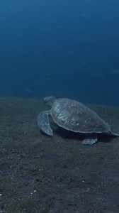 "Angry turtle" 😯😶‍🌫️🫢😬😉 A couple of Hawksbill Sea Turtles- Eretmochelys imbricata fights for the territory 🤼 #vivid_colors_of_the_sea Evgeny Kovban | Yury Ivanov