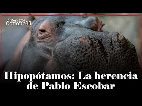 This is how the problem of Escobar's hippos in Colombia began: What can be done now?