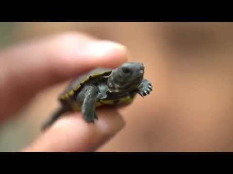 Tiny Turtles are Very Tiny