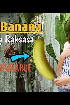 Giant banana "MUSA INGENS" papua indonesia #biggestbanana