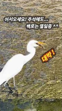 😂🐦《어서 오세요! 추석이 바로앞 인데 고향도 안가고 백로는 열일중》