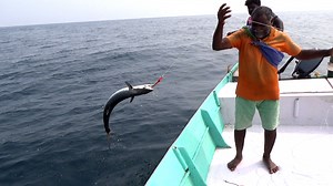 435K views · 2.6K reactions | Drone spoon speed Trolling catching a King mackerel ( Kingfish) | Kadal Raasa Fishing | Facebook