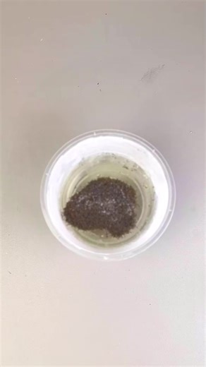 Chemical Reaction of Vinegar and Baking Soda with Ants