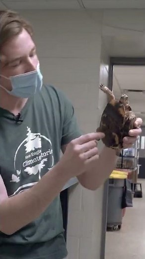 Vulnerable Species: Eastern Box Turtle #Shorts