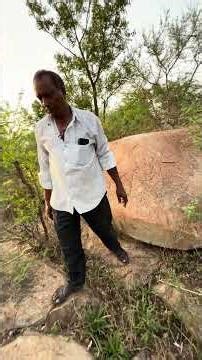 સોનાનો કાચબો પથ્થર બની ગયો