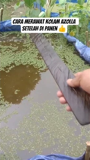 How to Care for Azolla Ponds 👍