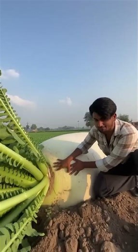 my field a very big its hight is 50m long and 4 feet is breadth a मूली #mawsynram #bedmi