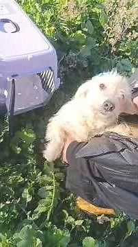 The Long Road that Brought Two Abandoned Dogs from Fear and Neglect to Safety and Care