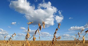 Production responsable du soja | WWF France