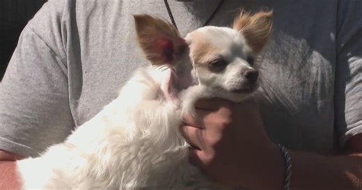 North Strabane Township man tried to kill 2 dogs with ball-peen hammer, police say