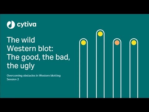 Webinar The wild Western blot The good, the bad, and the ugly Session 2