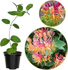 Pink Climbing Honeysuckle Plant Live, Fragrant Honeysuckle Plants Vine Bushes in 2.5 Inch Pot