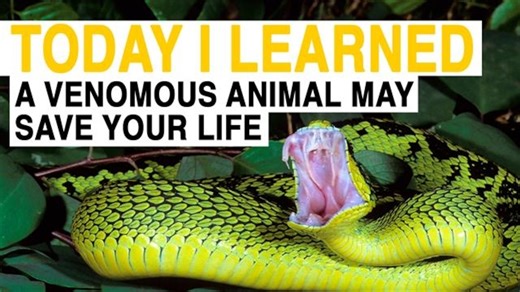 How harnessing the powers of venom could lead to new medicines