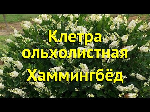 Клетра ольхолистная Хаммингбёд. Краткий обзор, описание характеристик clethra alnifolia Hummingbird
