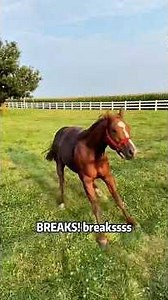 Horse Fails 🐴 #horse #horses #horselove #funny #foryou #shorts