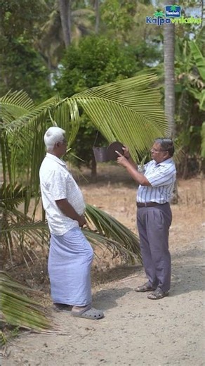 Pheromone traps controls rhinoceros beetles in coconut tree