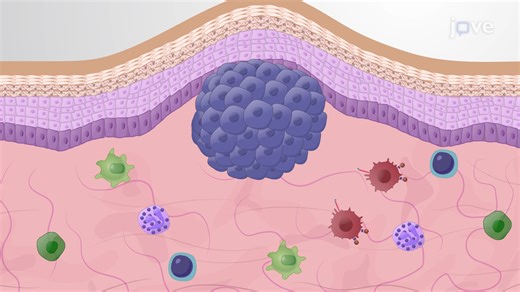 Video: Tumor Implantation and Injection of a Tumor Vaccine in a Mouse Model - Experiment