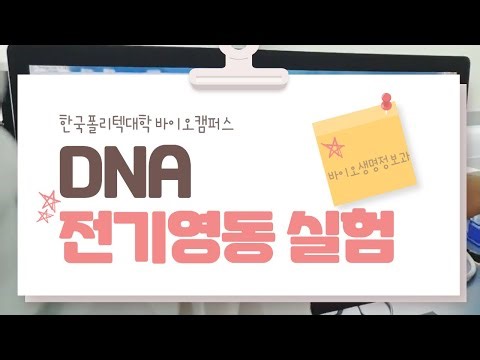 바이오생명정보과 DNA 전기영동 실험🧪