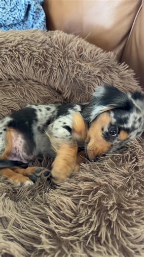 Cute Dogs Dancing to the Beat