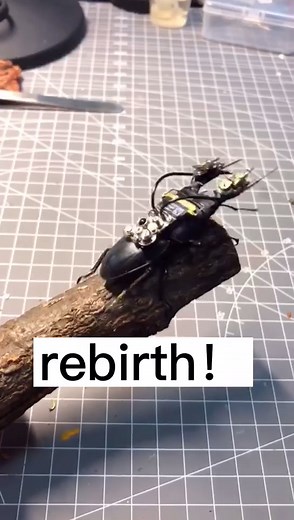 The disabled beetle reborn!#diy #insect #steampunk #style #punkmodel #fyp