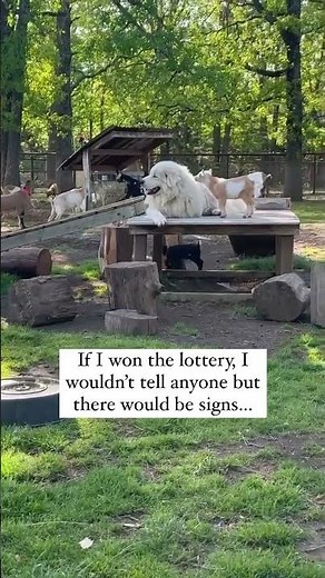 Great Pyrenees Babysits 20 Baby Goats #cutebabyanimals #babygoats #funnygoats #greatpyrenees #goats