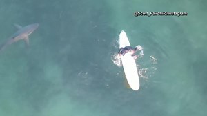 🦈🦈 CLOSE SHARK ENCOUNTER | A drone captured images of several white sharks swimming alongside surfers off the coast of California. >> Read the story here: https://buff.ly/3DUi1XP | WPTV