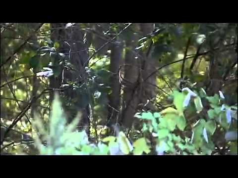 Bear attacks hiker in New Jersey
