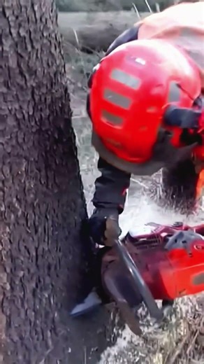 Most Satisfying Tree Cutting with Chainsaw #wood #woodworking #logging #tree #lumberjack #woodscraft