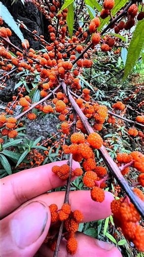The Tiny Wild Fruit Almost Nobody Recognizes