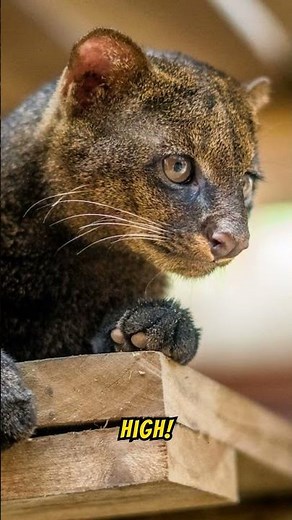 Jaguarundi: The Cat You’ve Never Heard Of #wildcats #wildlife